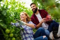Young couple of farmers working in greenhouse, with organic bio tomato. Royalty Free Stock Photo