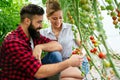 Young couple harvesting fresh tomatoes from the greenhouse garden. People healthy food concept Royalty Free Stock Photo