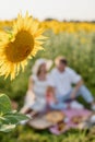 Young couple having picnic on sunflower field, blurred background Royalty Free Stock Photo