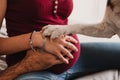 young couple at home hugging. Happy Pregnant woman smiling. cute beagle dog besides. Hands and paw together on belly Royalty Free Stock Photo