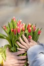 A young couple in love on the street, holding flowers in their hands at a romantic moment. A man gives red tulips to a blonde Royalty Free Stock Photo