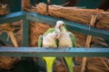 Young couple parrots