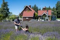 Young couple picking lavender in farm in Sequim, Washington on sunny summer day.