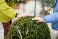 Young couple prune a round bush with scissors in garden Royalty Free Stock Photo