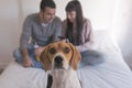 young couple sitting on bed, using mobile phone and having fun. cute beagle dog besides. Breakfast time. Home, indoors Royalty Free Stock Photo