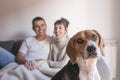 young couple sitting on a grey sofa and having fun with their cute beagle dog. Home, indoors Royalty Free Stock Photo