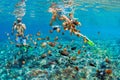 Young couple in snorkeling mask dive underwater in tropical sea Royalty Free Stock Photo