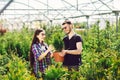 Young couple standing together, holding a pot with a small fir tree and looking at a plant in the garden center Royalty Free Stock Photo