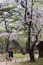 Young couple stroll under big cherry flower tree.