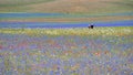 Young couple strolls among the famous blooming lentils and poppies in Castelluccio di Norcia in the Monti Sibillini park, Umbria, Royalty Free Stock Photo