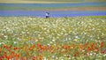 Young couple strolls among the famous blooming lentils and poppies in Castelluccio di Norcia in the Monti Sibillini park, Umbria, Royalty Free Stock Photo