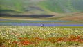 Young couple strolls among the famous blooming lentils and poppies in Castelluccio di Norcia in the Monti Sibillini park, Umbria, Royalty Free Stock Photo