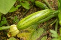 Young courgette plant growing.in the garden Royalty Free Stock Photo
