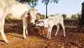 A new born cow baby with white young cow Royalty Free Stock Photo