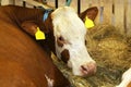 Young cow in the barn Royalty Free Stock Photo