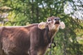 Young cow bellowing while free in the pasture Royalty Free Stock Photo