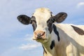 Young cow, black and white friendly sassy looking, pink nose, in front of a blue sky, looking at the camera, portrait in medium Royalty Free Stock Photo