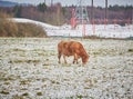 Young Cow Bull Grazing Eating in Snow on Farmland in Winter with building site behind the field.