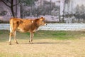 Young cow calf walking in thge ground Royalty Free Stock Photo