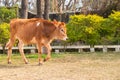 Young cow calf walking in thge ground Royalty Free Stock Photo