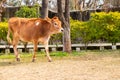 Young cow calf walking in thge ground Royalty Free Stock Photo