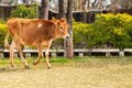 Young cow calf walking in thge ground Royalty Free Stock Photo