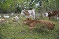 Young cow calves resting on the large grass in the pasture. Royalty Free Stock Photo