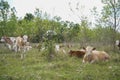 Young cow calves resting on the large grass in the pasture. Royalty Free Stock Photo