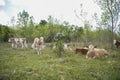 Young cow calves resting on the large grass in the pasture. Royalty Free Stock Photo