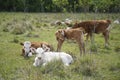 Young cow calves resting on the large grass in the pasture. Royalty Free Stock Photo