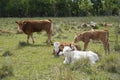 Young cow calves resting on the large grass in the pasture. Royalty Free Stock Photo