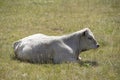 Young cow calves resting on the large grass in the pasture. Royalty Free Stock Photo