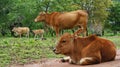 Young cow chewing grass Royalty Free Stock Photo