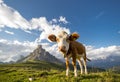 Young cow on Dolomites