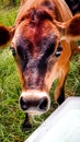 Cow drinking water with drips