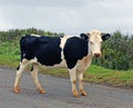 Young Cow In Easter Island Royalty Free Stock Photo