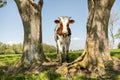 Young cow and fairylike trees in a green field red and white Royalty Free Stock Photo