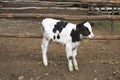 Young cow in a farm Royalty Free Stock Photo