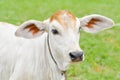 Young cow Royalty Free Stock Photo