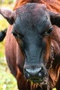 A young cow has a mouthful of grass leaves and looking at the camera while chewing. Close up frontal face portraiture Royalty Free Stock Photo