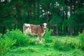 Young cow. Holstein calf with dairy herd. Royalty Free Stock Photo