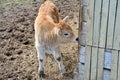 Young cow of a Hungarian cow on a farm.