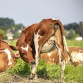 Young cow with itch, flexible licking her hind leg, view from behind tiny udder under a blue sky