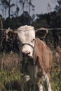 A young cow looking at you Royalty Free Stock Photo