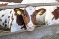 Young cow looks under by railing of stable, with mouth open, chewing Royalty Free Stock Photo