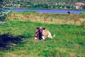 Young cow lying on the meadow Royalty Free Stock Photo