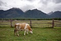 Young cow at the meadow against a fence. Siberia.