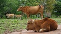 Young Cow on meadow chewing Royalty Free Stock Photo