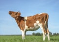 Young cow is mooing with her head lifted, in a pasture with a flat horizon