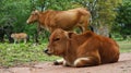 Young cow with mother animal Royalty Free Stock Photo